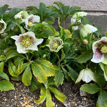 クリスマスローズ オリエンタリスの投稿画像一覧 Greensnap グリーンスナップ クリスマスローズ オリエンタリスの投稿画像一覧 Greensnap グリーンスナップ