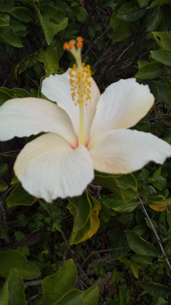 ハイビスカスの投稿画像 By Papyrusさん お出かけ先と養護学校前と養護学校前 22月3月4日 Greensnap グリーンスナップ Greensnap グリーンスナップ