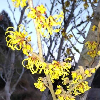 まんさくの花 の投稿画像一覧 Greensnap グリーンスナップ