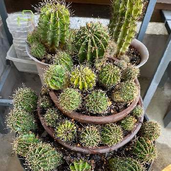 花盛丸の投稿画像一覧 Greensnap グリーンスナップ