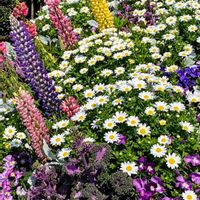 ノースポール,ルピナス,ルピナス,パンジー,葉牡丹の画像