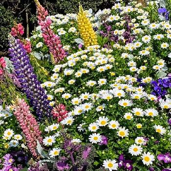 カシワバアジサイ,紫陽花,つぼみ,紫陽花 アジサイ あじさい,花のある暮らしの画像