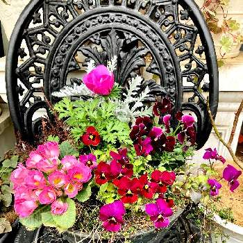 バラ咲きプリムラジュリアンの画像 by White Roseさん | 小さな庭と花時間と癒しを求めてとビオラ・パンジーとピンクの花と寄植えとバラ咲きプリムラジュリアンと赤い花と花のある暮らしと アネモネと鉢栽培