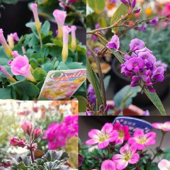 イングリッシュゼラニウムの投稿画像一覧 Greensnap グリーンスナップ