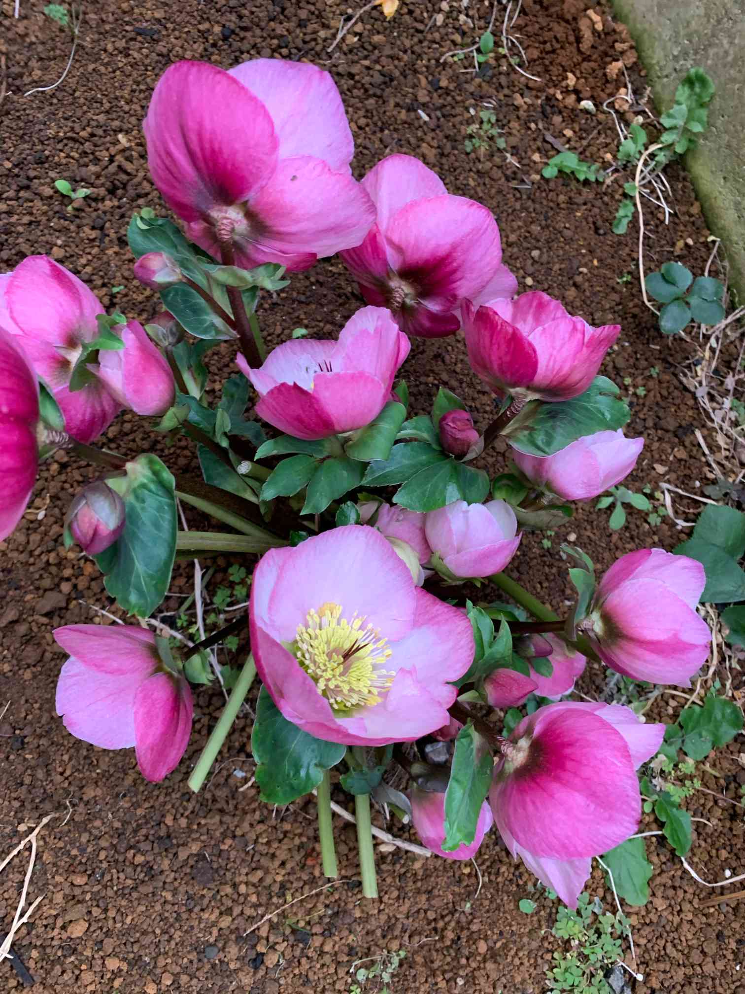 クリスマスローズ ウィンターヴィーナスの一覧｜🍀GreenSnap（グリーン