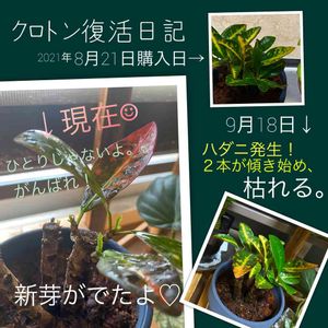 クロトン,観葉植物,観察日記,復活,新芽の画像