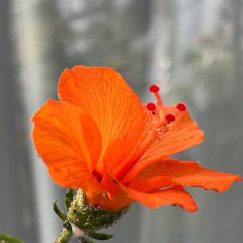 季節外れの花の画像 by しぶちゃんさん | 部屋とハイビスカスとオレンジ色の花とネコ好きと花のある暮らしと季節外れの花と今日のハイビスカス