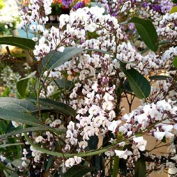 オーストラリアプランツの投稿画像一覧 Greensnap グリーンスナップ