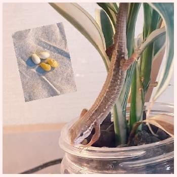 カナヘビの画像 by ティーさん | 部屋とカナヘビのたまごとサンデリー(サンデリアーナ)とカナちゃんと元気に育ちますようにと観葉植物とカナヘビとハイドロカルチャーと葉っぱとおうち園芸とカナヘビの卵