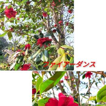 情熱的な色の画像 by 合歓の木さん | お出かけ先と椿ファイアーダンスと赤い椿の花と❤️M.family❤️と情熱的な色と花のある暮らし