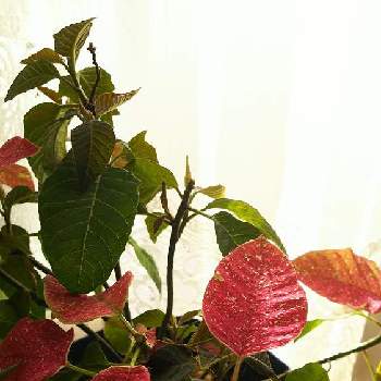 プリンセチア♡の画像 by メロンパンさん | 窓辺と花のある暮らしとプリンセチア♡