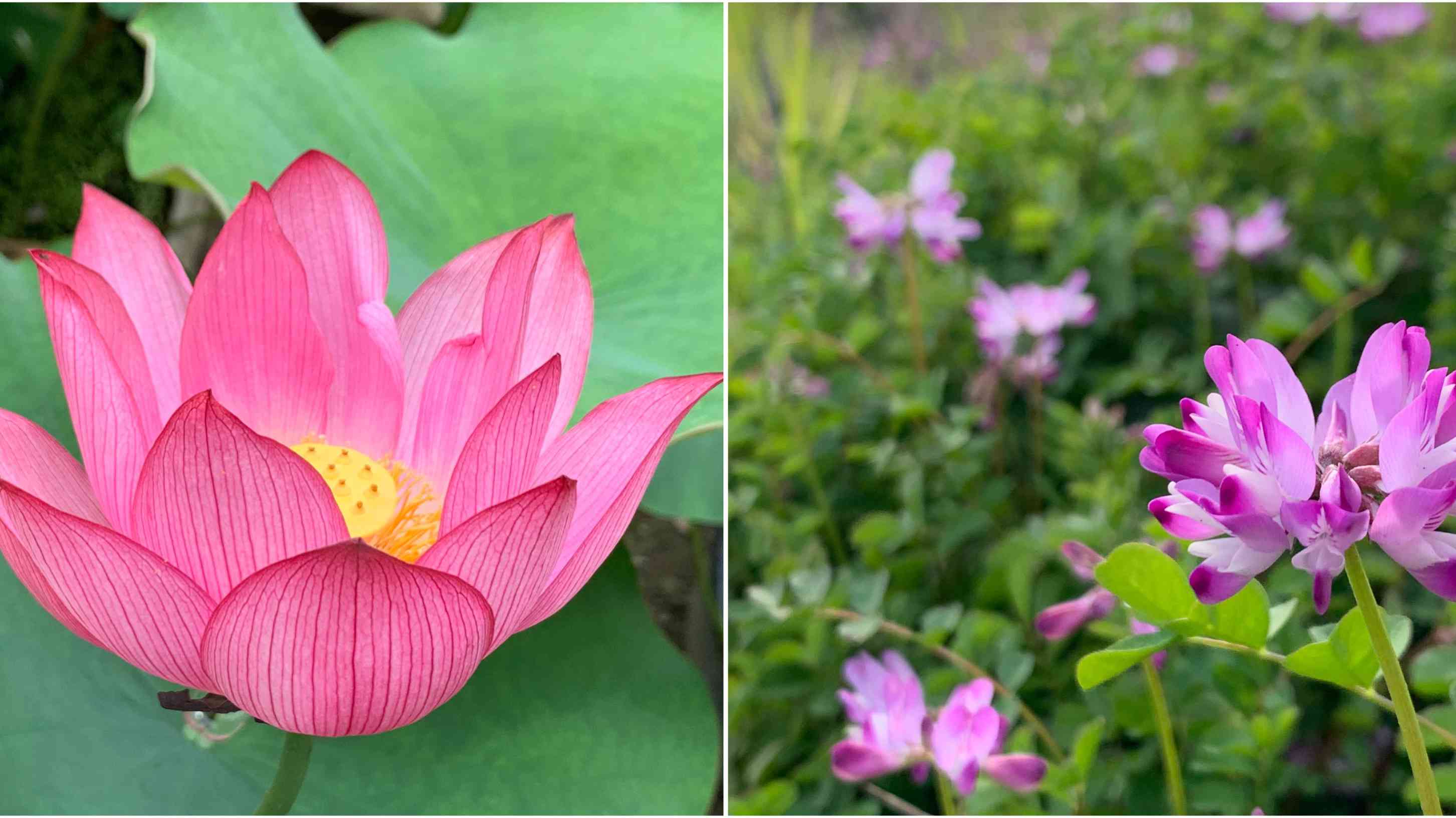 蓮華はレンゲ、なんやねん蓮華草 🌱｜🍀GreenSnap（グリーンスナップ）