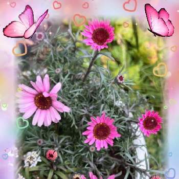 ローダンセマム プチマカロンの画像 by ひみつのアッコちゃんさん | 広い庭とローダンセマム プチマカロンと鉢植えの花と可愛い花と花のある生活と美しい花と元気な花と大好きな花と美しい景色と花を見る喜びと私のお気に入りと春を告げる花
