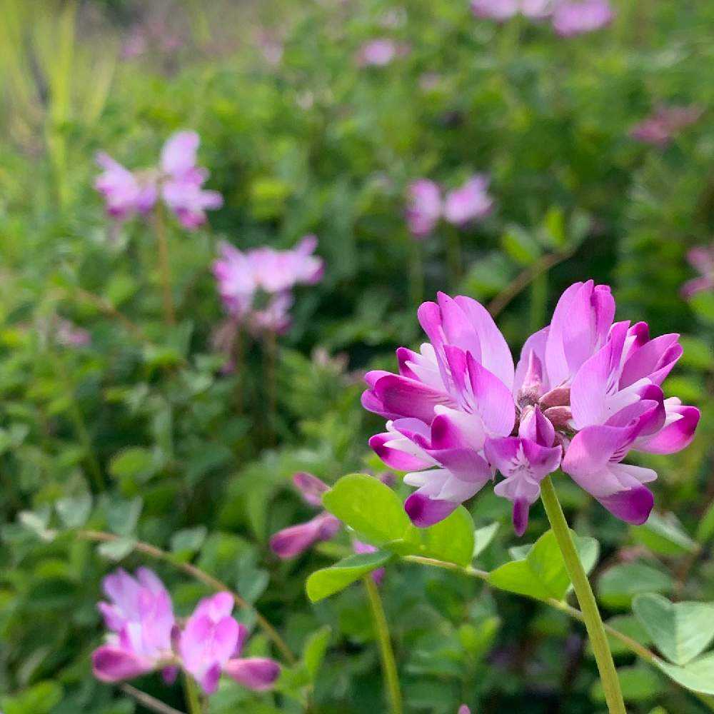 蓮華はレンゲ なんやねん蓮華草 Greensnap グリーンスナップ