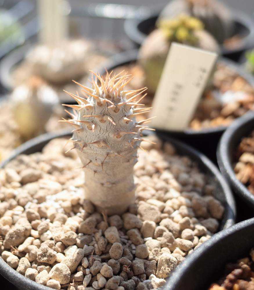 パキポディウム・グラキリス｜🍀GreenSnap（グリーンスナップ）