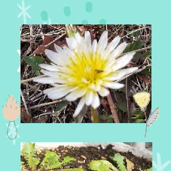 春の息吹の画像 by harumamaさん | ありがとう❤️とばーばのガーデニングと春はもうすぐと春の息吹と慰めと花のある暮らしといやし♪と世界が平和になりますように