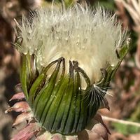 タンポポ,山野草,キク科,里山,今日のお花の画像