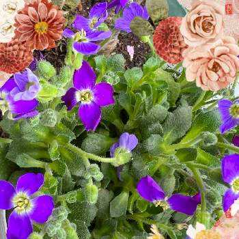 オーブリエチア ムラサキナズナの一覧 Greensnap グリーンスナップ