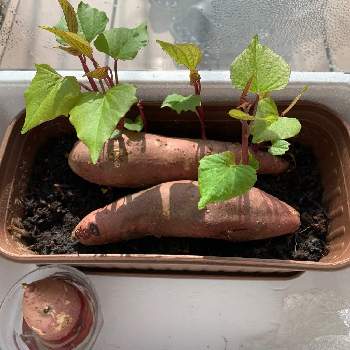 さつまいも栽培の投稿画像一覧 Greensnap グリーンスナップ