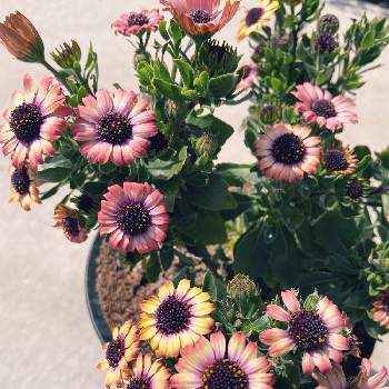 アドバイス下さいの画像 by メロンパンナさん | 小さな庭とオステオスペルマムと初心者と子育ての合間とお花が増えたと相談とアドバイス下さい