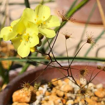 食虫植物 モウセンゴケの投稿画像一覧 Greensnap グリーンスナップ 食虫植物 モウセンゴケの投稿画像一覧 Greensnap グリーンスナップ