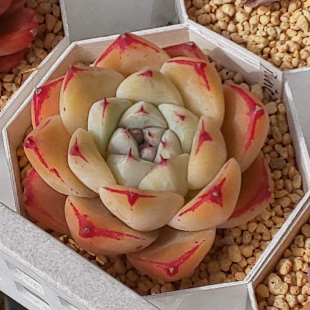 362 アルバビューティーの生長記録 2022.05.19更新｜🍀GreenSnap