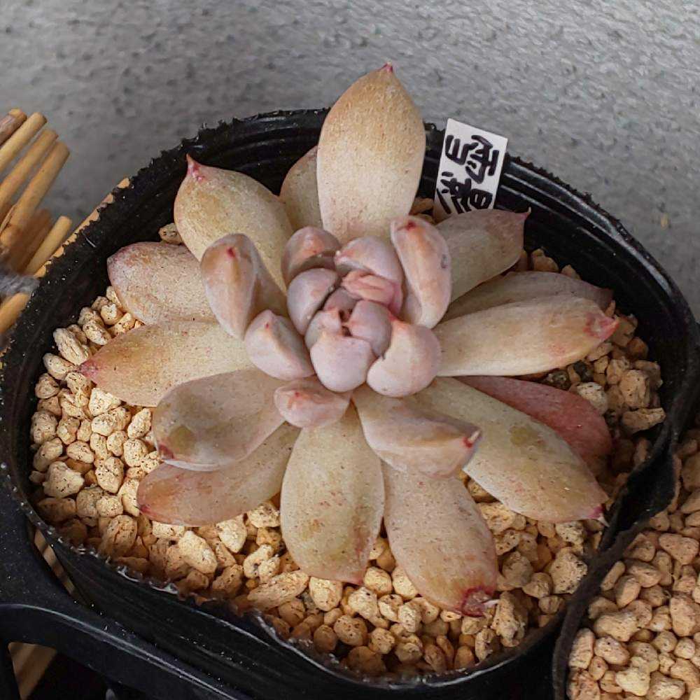 410 雪影の生長記録 2022.05.20更新｜🍀GreenSnap（グリーン