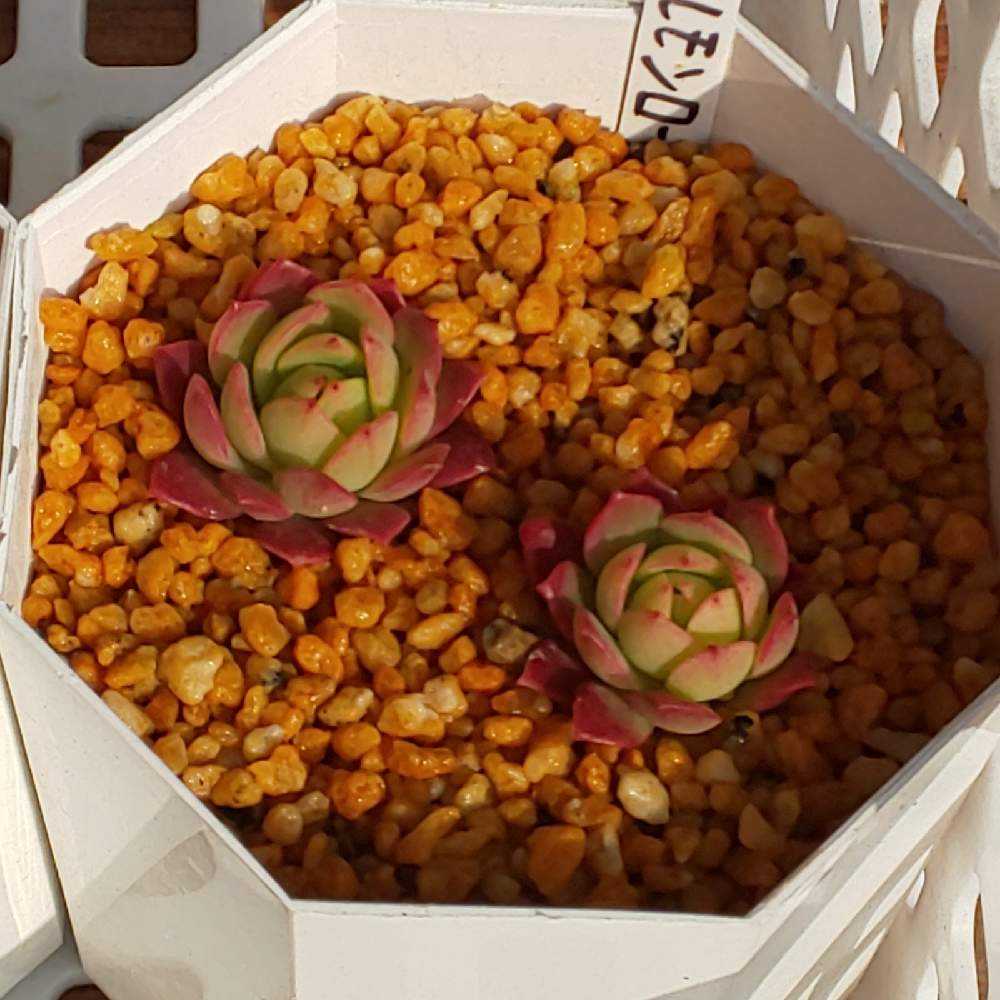 126.. 多肉植物 リモン 700円【抜き苗】引っ越しの為販売お休み中