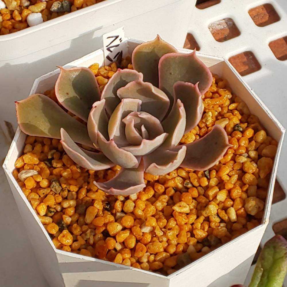 414 ベレンの生長記録 2022.05.20更新｜🍀GreenSnap（グリーンスナップ）