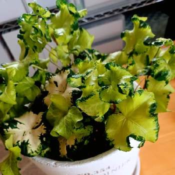 上品な カット苗 ムーンライト ヘデラ 観葉植物 植物 観葉植物