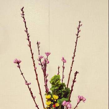 小菊の画像 by Fumikoさん | ももと小菊と菜の花とスプレーカーネーションと生け花