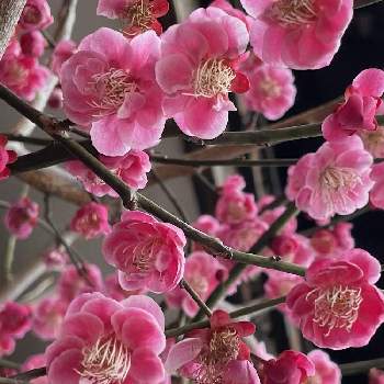 いつまでも初心者の画像 by nakkyさん | 小さな庭とウメと紅梅とうめといつも、いいね!ありがとうございます(*´`)♡と植物のある暮らしといつまでも初心者とピンク❤︎ピンクと緑のある暮らしと❤️いいね、ありがとうとピンク色の花と花のある暮らしと加工なしとiPhone撮影