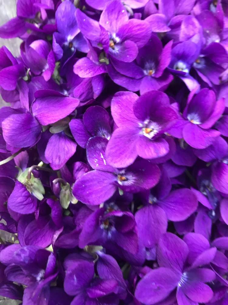 スミレの砂糖漬けが出来るまで Greensnap グリーンスナップ