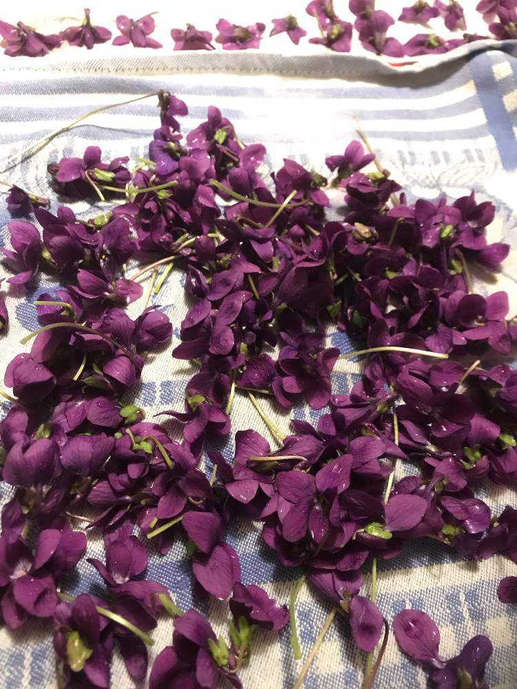 スミレの砂糖漬けが出来るまで Greensnap グリーンスナップ