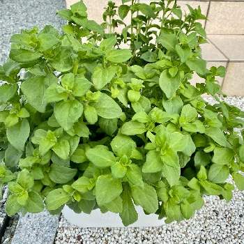 冬越しペチュニアの投稿画像一覧 Greensnap グリーンスナップ