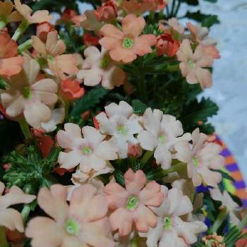 素敵な香りの画像 by みっこさん | フェンスと沢山のお花とバーベナ☆とおうち園芸と素敵な香りと可愛いお花♪と元気に育ててますよとアプリコット色と小さな花と寄せ植え大好き