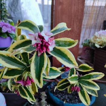 斑入り沈丁花 前島の投稿画像一覧 Greensnap グリーンスナップ