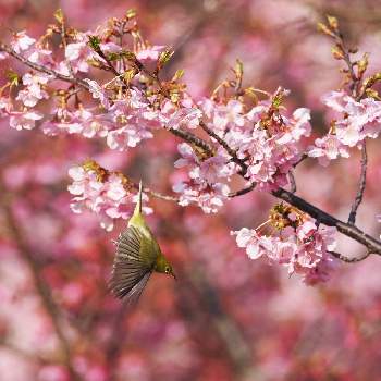 メジロの画像 by Iceflowerさん | 河津桜と野鳥とメジロと桜フォトコン2022