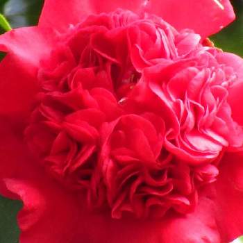 南蛮紅  椿の画像 by サワーポメロさん | 小さな庭と庭に咲く花と素敵な庭に✨と皆様に感謝と花のある暮らしと南蛮紅  椿