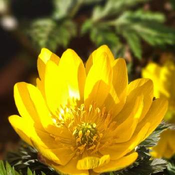 気持ち良さそうの画像 by シェリーさん | 福寿草と気持ち良さそうと福寿草の花ときいろと✨キラキラ✨と日曜ビタミンカラー♪と美しい花と叔母の庭と美しい♡と幸せの黄色いお花と今日も素敵な1日を〜とビタミンカラーといつも心に太陽をと黄金色に輝くと美しい✨✨と陽の光を浴びてと黄金色の花と素敵な1日をと黄金色と福寿草*と黄色いお花