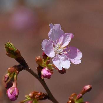 イーアスつくばの投稿画像一覧 Greensnap グリーンスナップ イーアスつくばの投稿画像一覧 Greensnap グリーンスナップ