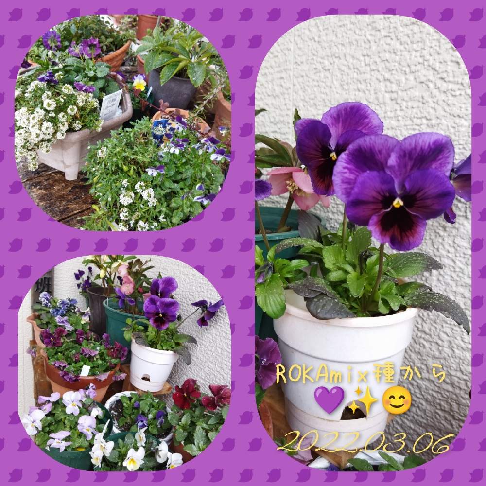 玄関の投稿画像 By いすうさん 花のある暮らしとおうち園芸とビオパンとプランターや鉢と花のある暮らしとおうち園芸とビオパンとプランターや鉢 22月3月6日 Greensnap グリーンスナップ Greensnap グリーンスナップ