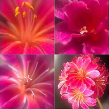 色々いろいろの画像 by 花土葉さん | 窓辺と今日も笑顔で♡と笑ってねと色々いろいろと レウィシアと赤い花