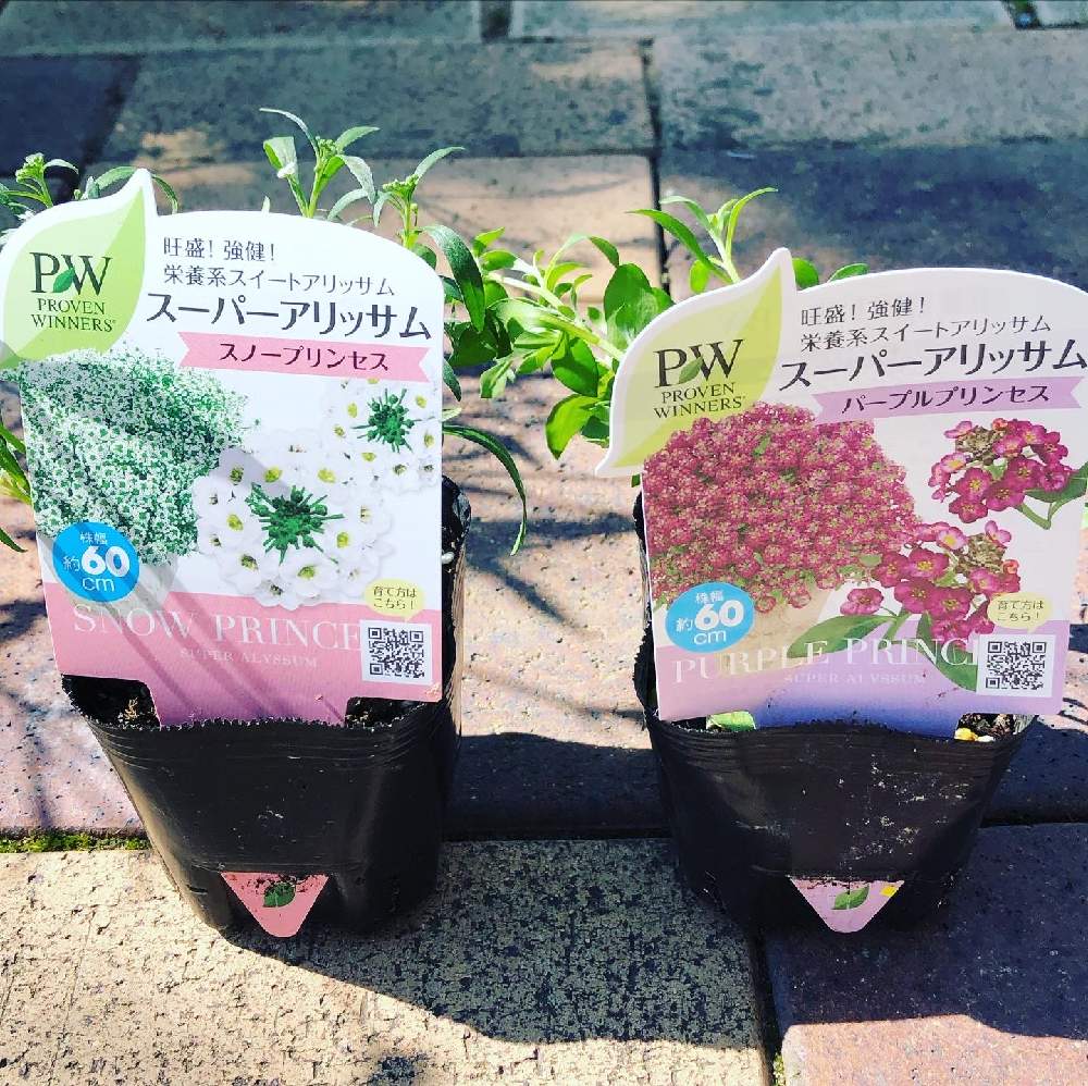 Pwスーパーアリッサム Greensnap グリーンスナップ