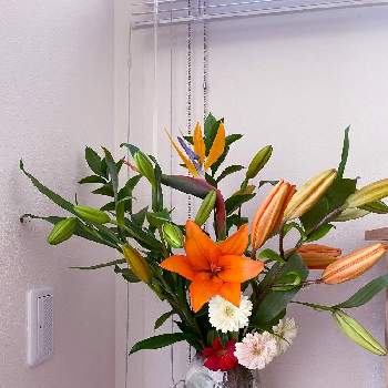 Laユリの投稿画像一覧 Greensnap グリーンスナップ