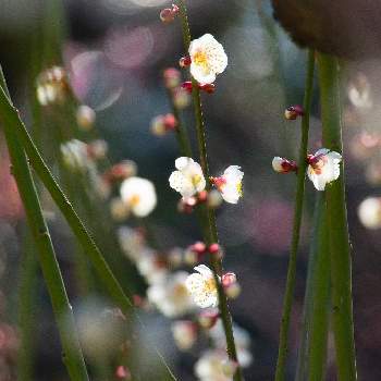 大阪城公園の画像 by かおるっちさん | お出かけ先と梅の花と大阪城公園と大阪城梅林