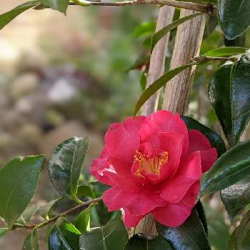 山茶花の画像 by hiroさん | 小さな庭と山茶花と真紅の花と花のある暮らし♡と戦争ダメと平和を願うと見てくれてありがとう♡と春よ来い