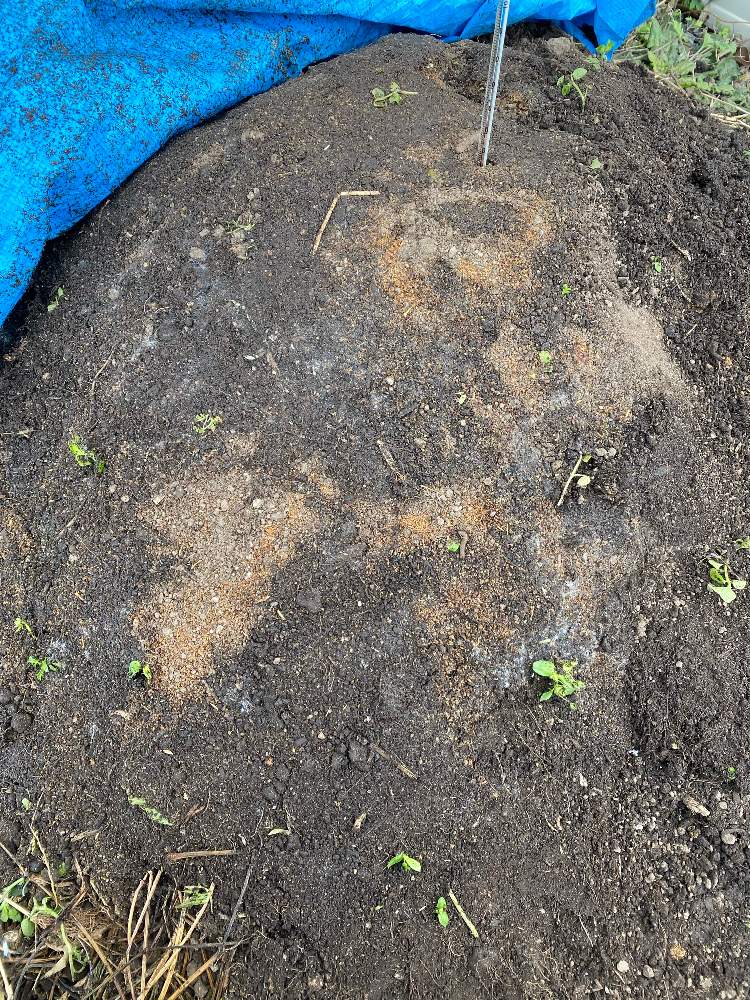 自家製 生ゴミ 雑草 残渣 堆肥作り 22年版 現在進行中 Greensnap グリーンスナップ