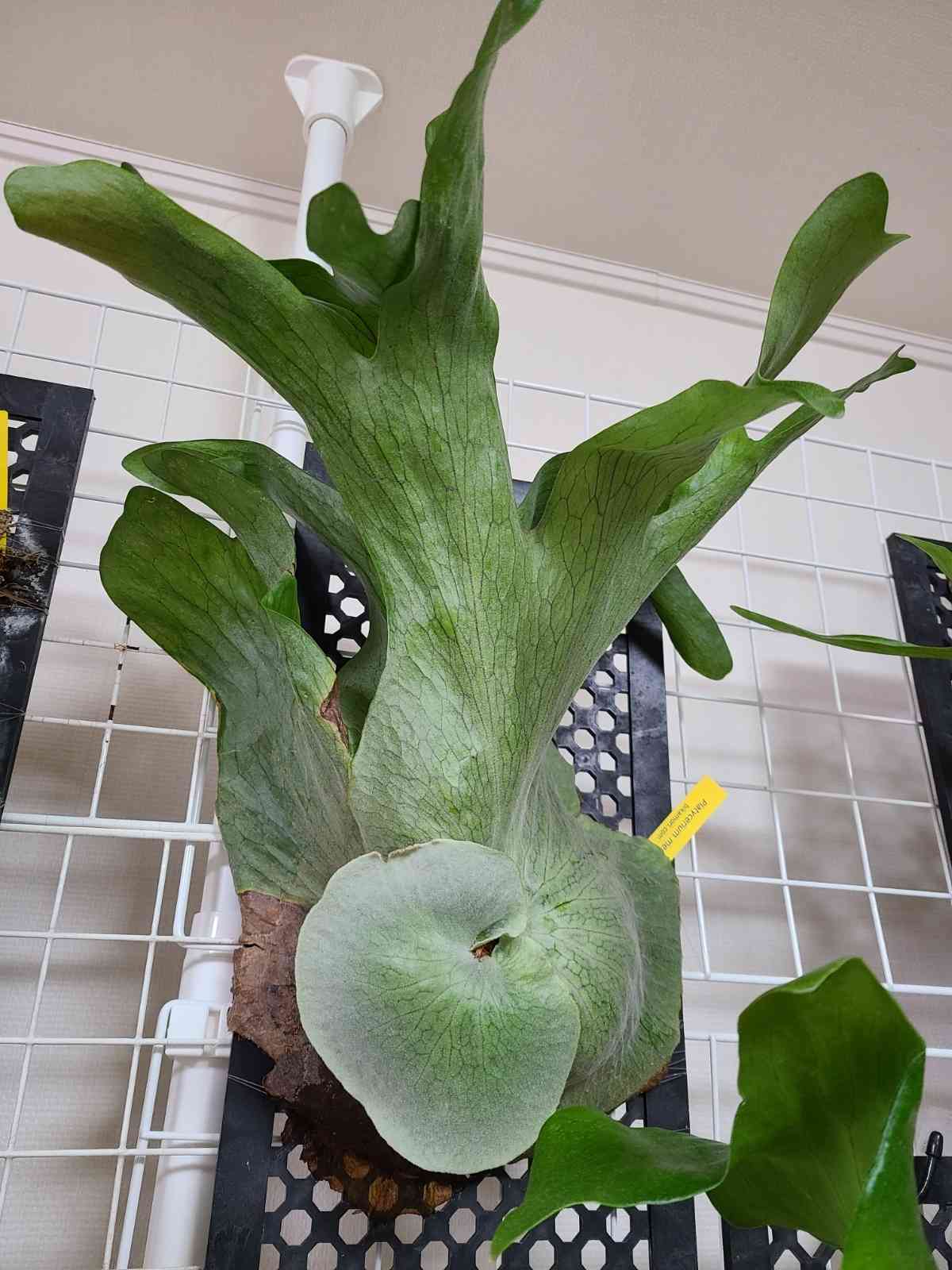 ビカクシダ メンテロシーの一覧|🍀GreenSnap(グリーンスナップ) ビカクシダ メンテロシーの一覧|🍀GreenSnap(グリーンスナップ)