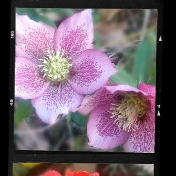 美しい花達の投稿画像一覧 Greensnap グリーンスナップ 美しい花達の投稿画像一覧 Greensnap グリーンスナップ